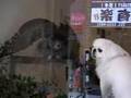 ぱこたんvs.ふくろう