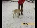 Hunde im Tierheim - Billy sucht ein Zuhause