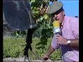 campiña sur