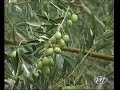 campiña sur