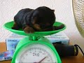the smallest  yorkshire terrier puppy  