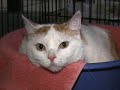 Save-A-Pet Cats for adoption Grayslake 2-20-08 Save-A-Pet Cats for adoption Grayslake 2-20-08