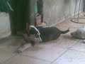 Lucky & Popi