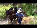 BLM Pack horses