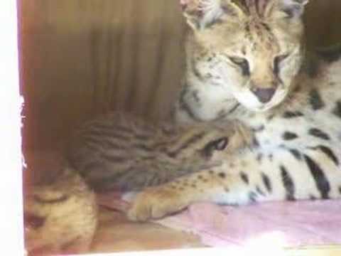 serval with newborn babies