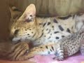 serval with newborn babies serval with newborn babies