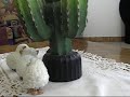 Borreguitos