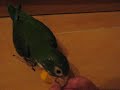 Bruji jugando