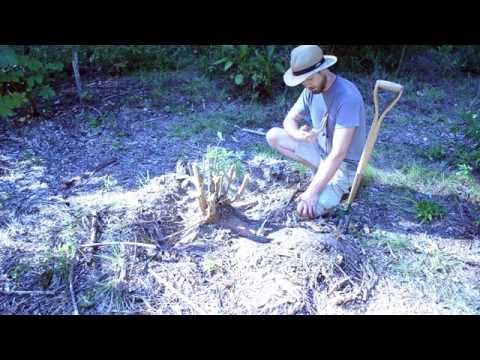 how to harvest tapioca
