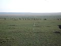 SAFARI CAÇADA GUEPARDO GNU