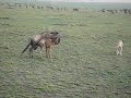 SAFARI CAÇADA GUEPARDO GNU SAFARI CAÇADA GUEPARDO GNU