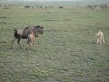 SAFARI CAÇADA GUEPARDO GNU