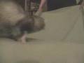Flying ferrets!