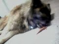 Rigel:  Lazy Dog