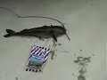 Magic Bait 2.5lb channel catfish