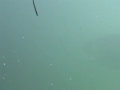 The OUTLET 12/8/07 Spearfishing