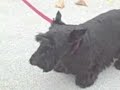 Bush's Dog Bites Reporter: WHY HE DID IT