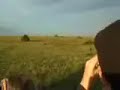 lioness chasing kudu