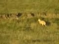 Lioness chasing kudu