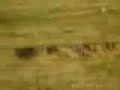 lioness chasing kudu