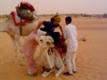 irate camel.html