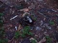 Schmittys Skunk Schmittys Skunk