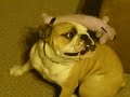 Jiggs The Bulldog