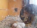 Feeding time for the peregrine chick