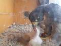 Feeding time for the peregrine chick