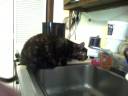 Fiesty doesnt like water