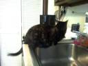 Fiesty doesnt like water