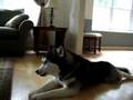 Husky Cantante