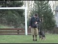 Ollie Heeling off leash