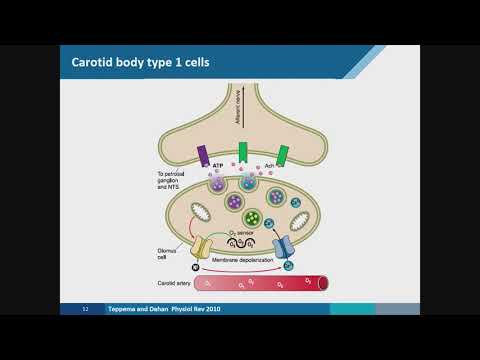 Mechanisms of Drug-Induced Respiratory Depression