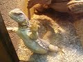 Zoo Zagreb Lizard