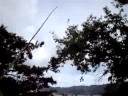 Tree Whacking