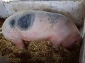 Tullyboy Farm, Boyle, Co. Roscommon