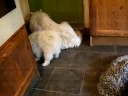samoyed pups playing