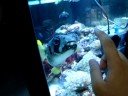 Giant Fugu Friend of Mine Giant Fugu Friend of Mine