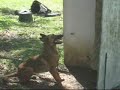 Anka Vd Southernwind for sale