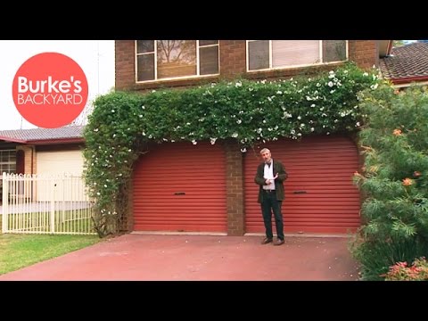 how to transplant virginia creeper