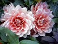 Pachelbel - Canon in D By Flute Pachelbel - Canon in D By Flute