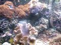 aquario marinho na ilha bela 