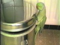Robbie, onze tamme halsbandparkiet deel 2 - YouTube