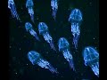 Zircon - Depth Charge