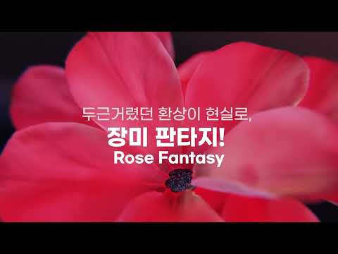 WE THE ROSE, 'THE RED' 곡성세계장미축제 시작~!