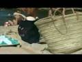 Baracuda -  „I Will Love Again - Video