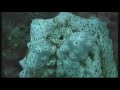 Maldives Scuba Diving Trip