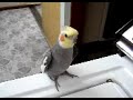 Calopsita cantando encima da máquina de lavar Calopsita cantando encima da máquina de lavar