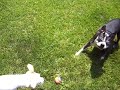 Neko & Violet play ball-ee